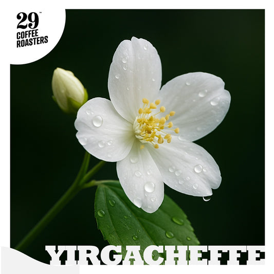 淺焙 耶加雪菲 水洗 蓋德奧 G1